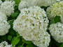 Hortensia annabelle tuinplanten heesters