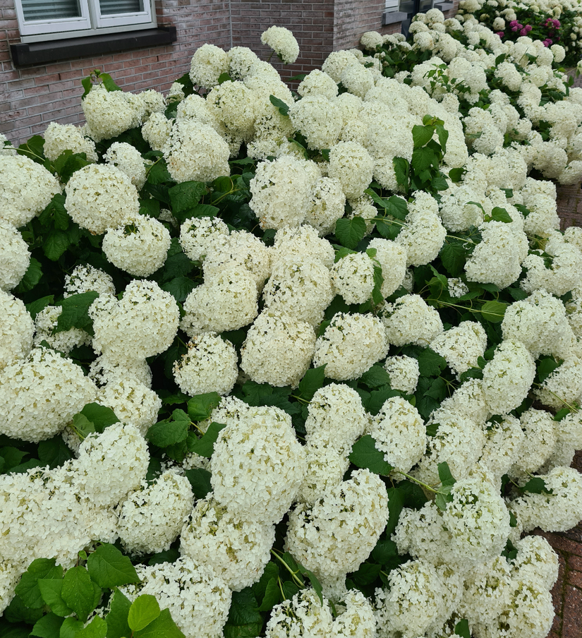 Hortensia annabelle tuinplant borderpakket