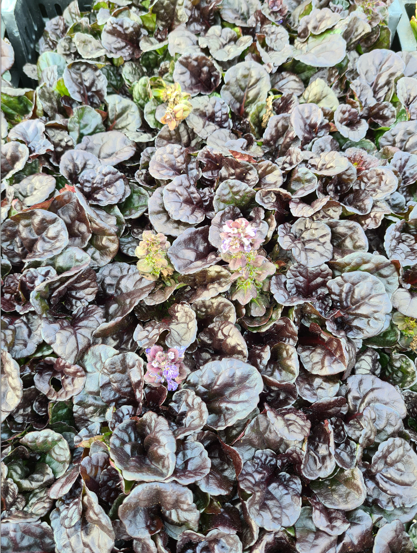 Blad sierlijk tuinplanten border laagblijvende bodembedekker