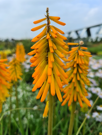 Vuurpijl tuinplanten border