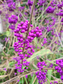 tuinplanten callicarpa