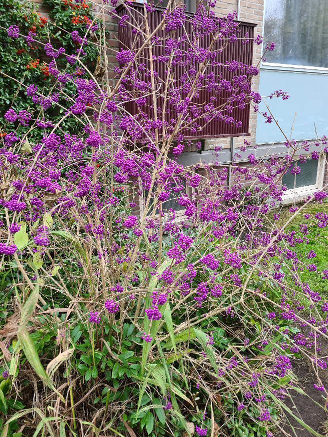 callicarpa struik besjes paars