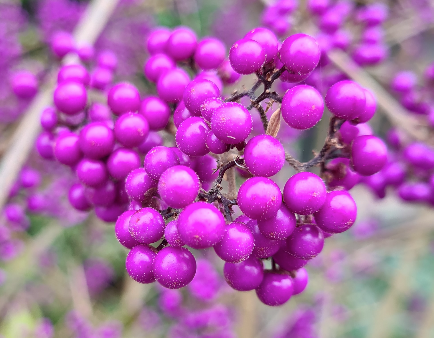 paars roze besjes callicarpa tuinplanten struiken