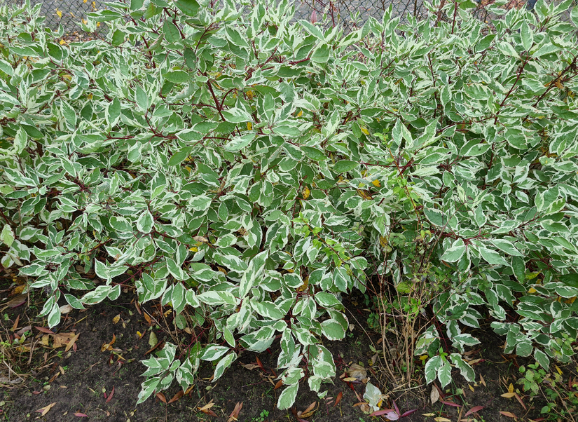 kornoelje tuinplanten heester