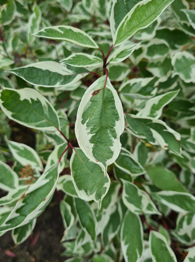 witte kornoelje struiken tuinplant