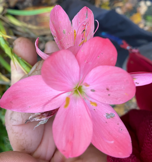 bloemen kafferlelie Kafferlelie - Schizostylus coccinea "Mrs.Hegarty"