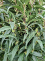 Viburnum groenblijvende heester tuinplant border