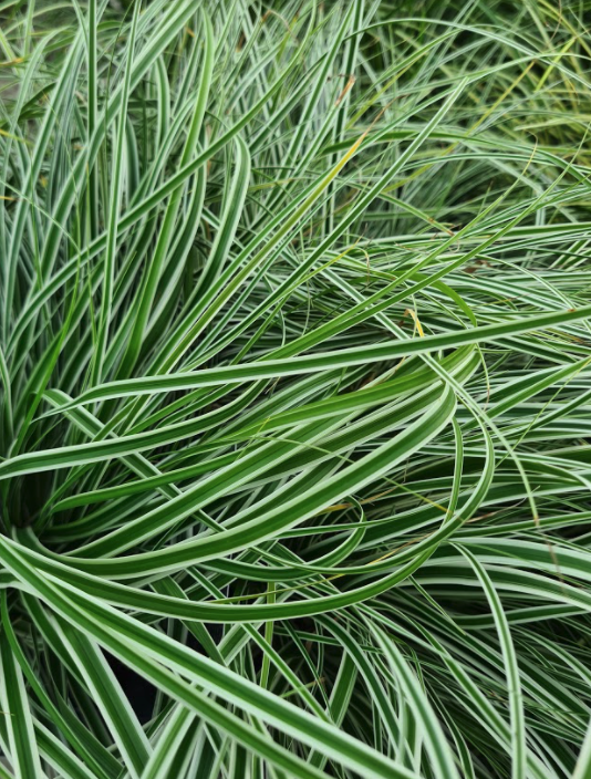 Zegge - Carex morrowii 'Variegata'