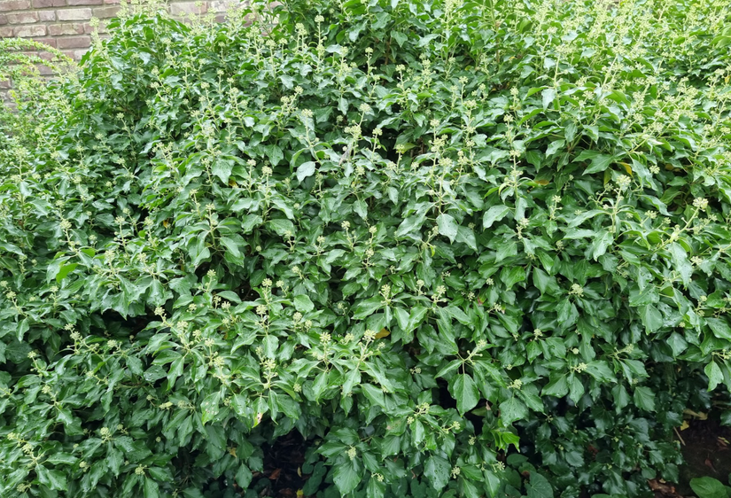 Klimop - Hedera Colchica