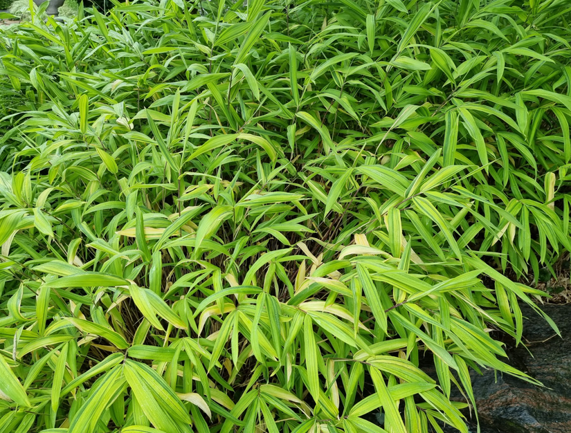 Hakonechloa