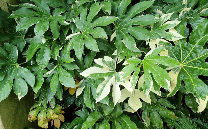 Fatsia Japonica 