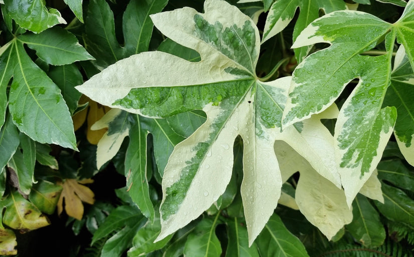 Fatsia Japonica