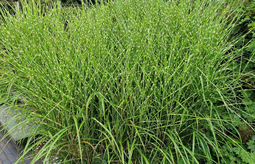 Miscanthus sinensis 'Zebrinus'