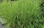 Miscanthus sinensis 'Zebrinus'