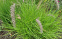 Pennisetum 'Hameln'