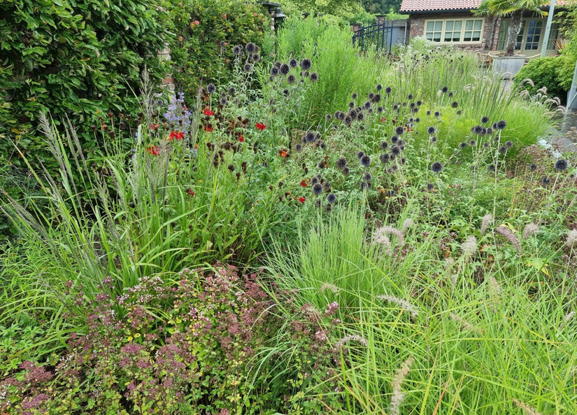  Echinops in combinatie met Crocosmia, siergrassen en sierkruiden