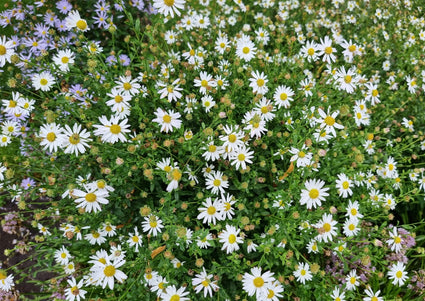 Aster Schneekissen