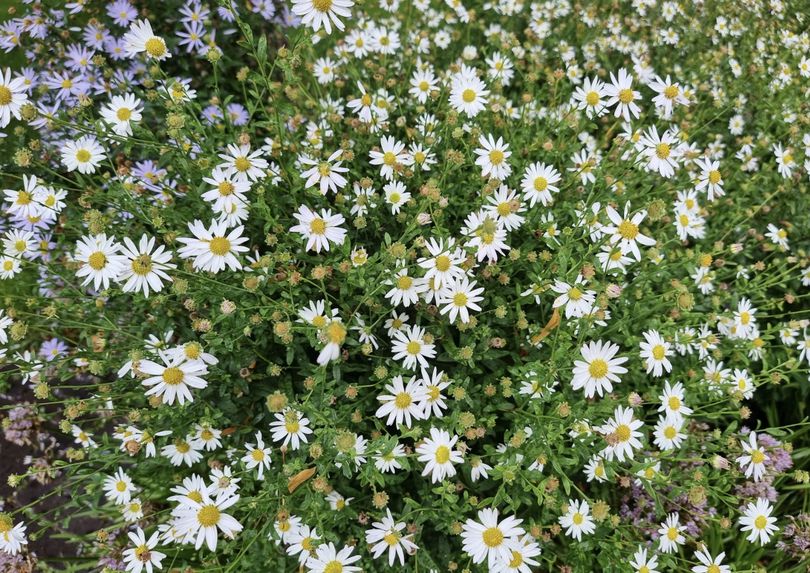 Herfstaster - Aster 'Schneekissen'