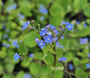 Kaukasische vergeet mij niet - Brunnera macrophylla 