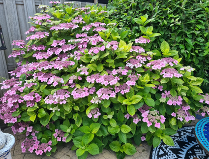 Hortensia schermbloemen roze