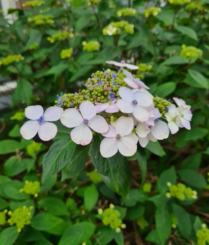 hortensia bloemen en bloei knoppen