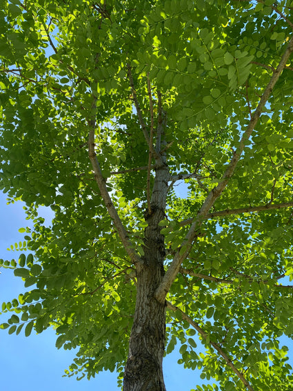 Schijnacacia - Robinia pseudoacacia 'Bessoniana'