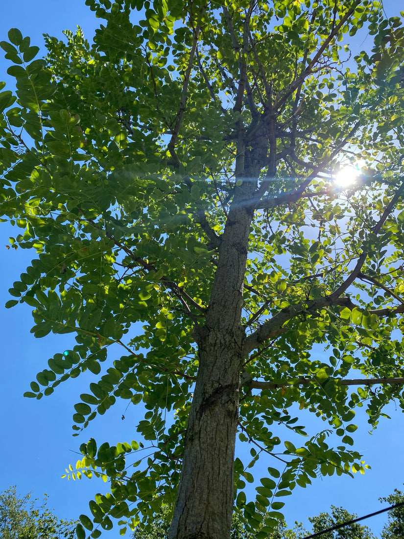 Schijnacacia - Robinia pseudoacacia 'Nyirségí'