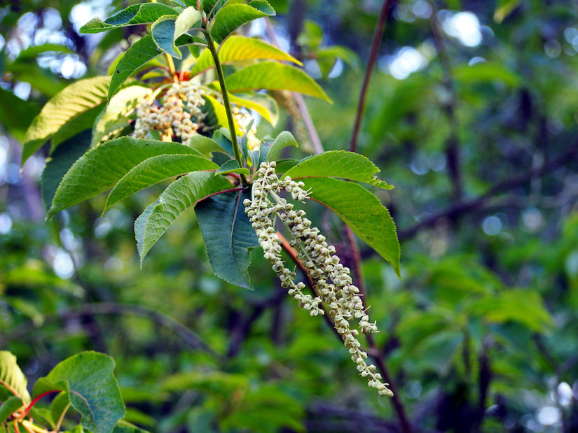 Schijnels-Clethra barbinervis-Great-star.jpg