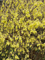 Schijnhazelaar-Corylopsis-Spicata-Siebold-en-Zucc.jpg