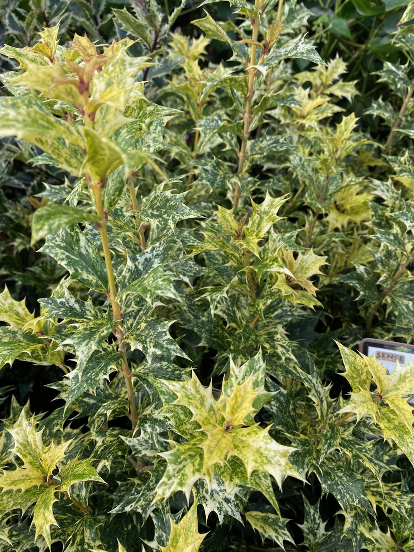 Osmanthus heterophyllus 'Goshiki' wordt ook wel Osmanthus Tricolor genoemd. 