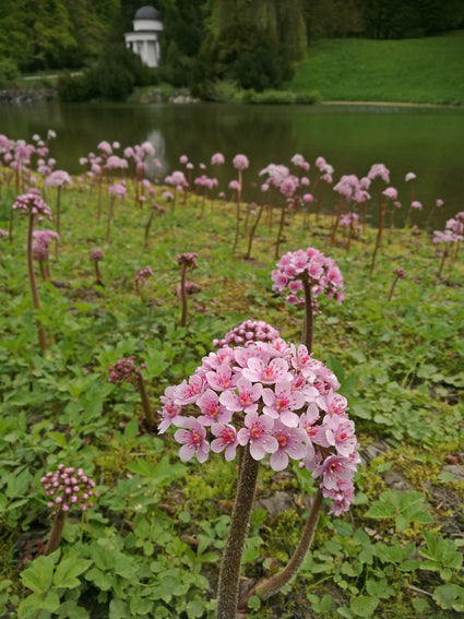 Schildblad-Darmera-peltata.jpg