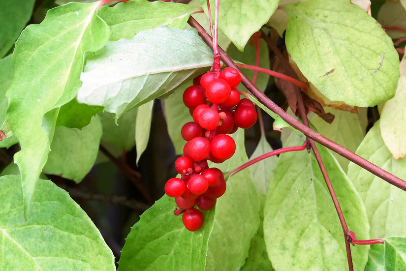 Vijfsmakenbes - Schisandra chinensis 'Sadova Nr1'