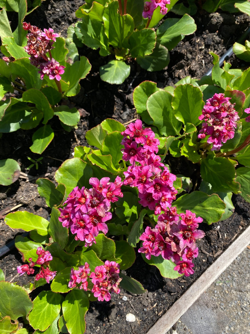 Schoenlappersplant-Bergenia-Morgenrote.jpeg