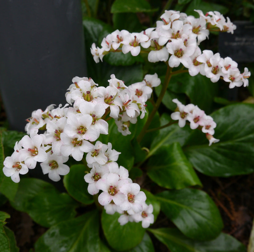 Schoenlappersplant - Bergenia 'Bressingham White'.jpg