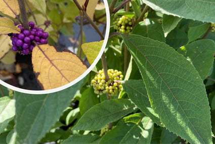 Callicarpa bodinieri 'Autumn Glory'