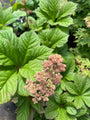 Rodgersia Aesculifolia bloeit al vroeg in het seizoen