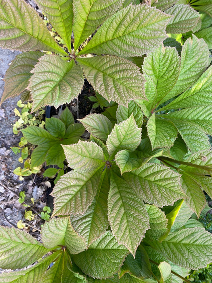 Schout-bij-nacht borderplant wintervaste borderplanten