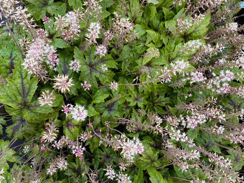 Schuimbloem - Tiarella 'Sugar and Spice'