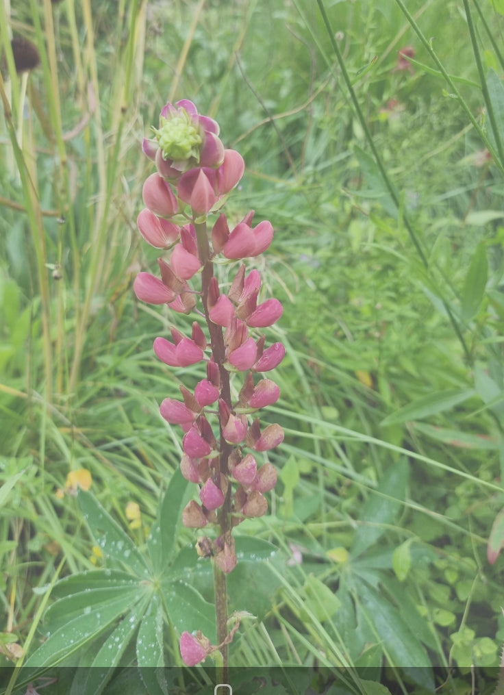 Lupine 'The Chatelaine'in bloei