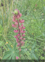 Lupine 'The Chatelaine'in bloei