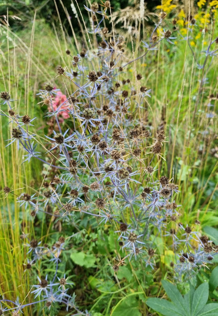 Alpenkruisdistel