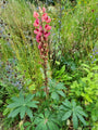 Lupines zijn eenvoudige planten en geschikt voor droge (verhoogde) borderts