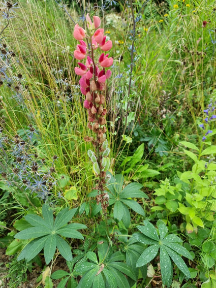 Lupine 'The Chatelaine'in bloei