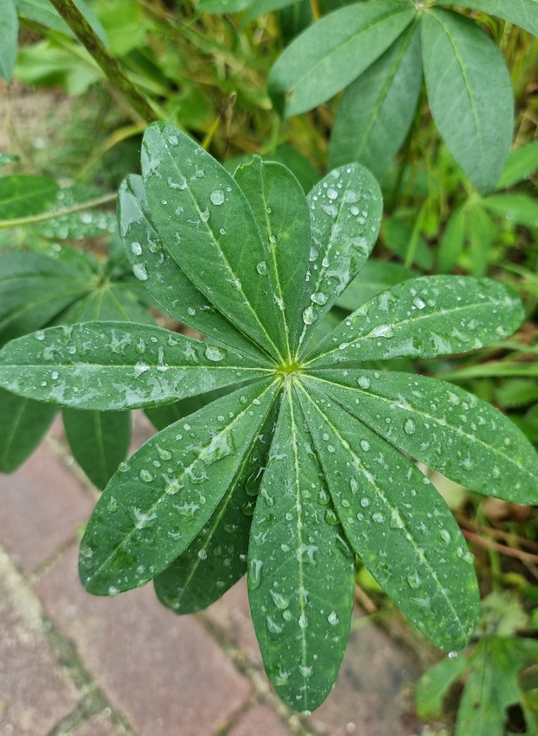 lupine blad