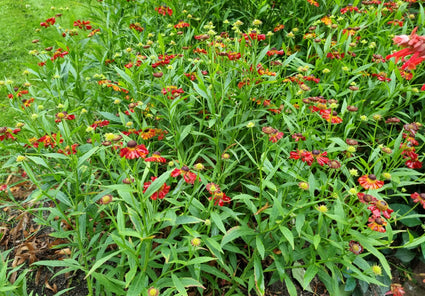 Helenium Waltraut