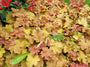 Heuchera in bloei