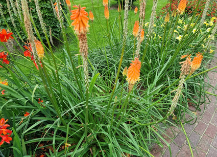 Kniphofia - Vuurpijl