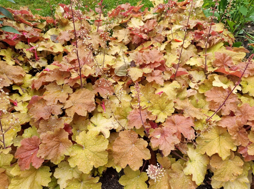 Heuchera caramel