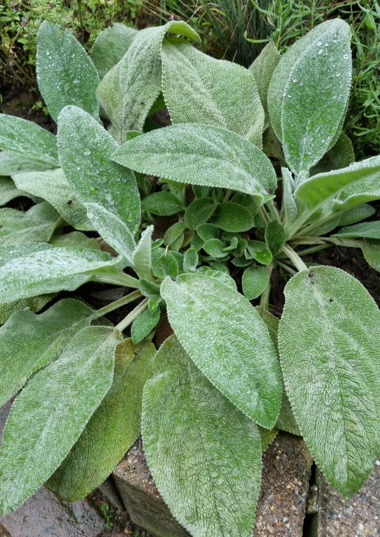 zilverkleurig stachysblad