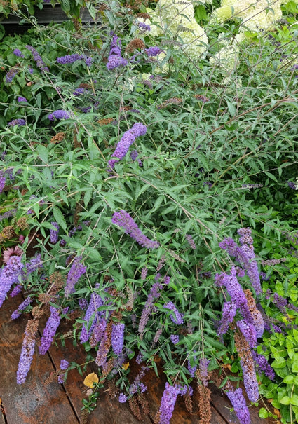 Buddleja in bloei